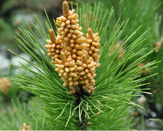 pollen pini - poleni za chinese pine